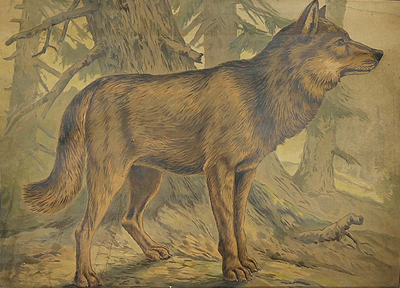Sudentarha kuva